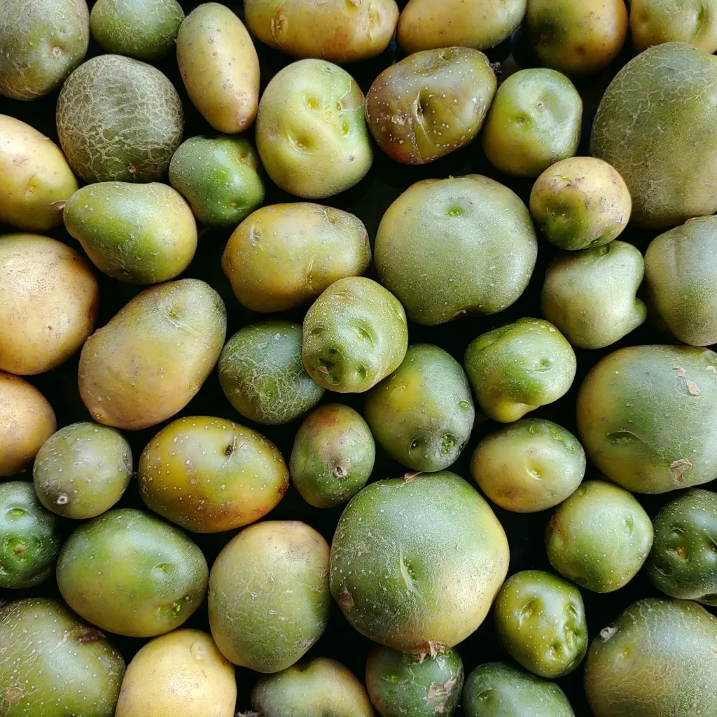 Patates Suyu Lekeleri Geçirir mi? yesermis patates jpeg uZ0O - Marmara Bölge Gazetesi