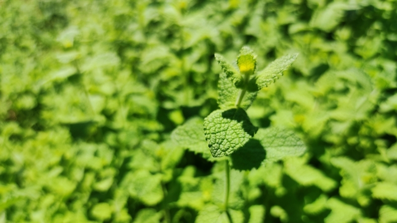 1 5 - Marmara Bölge Gazetesi