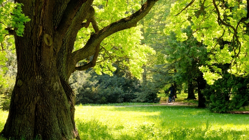 Orman Yangınlarından Sonra Hangi Ağaçlar Dikilmeli, Hangilerinden Kaçınılmalı? 1 68 - Marmara Bölge Gazetesi