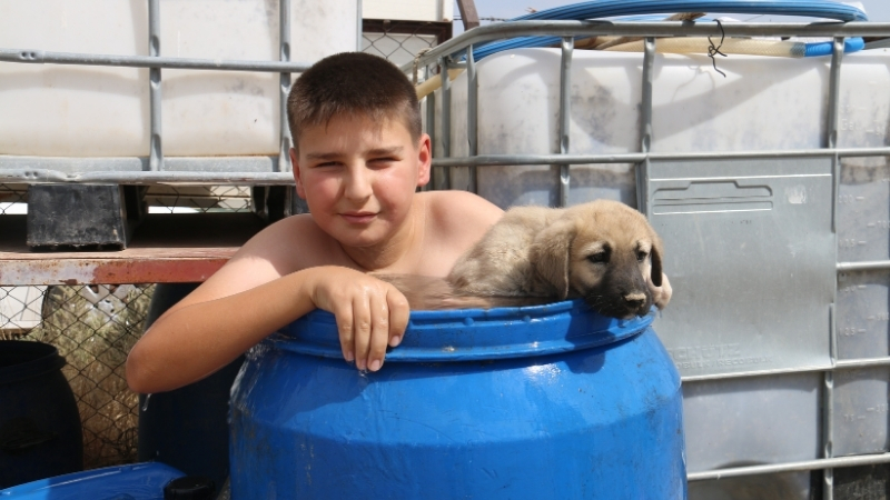 Kangal Yavrusu İçin Aynı Varile Girdi! Minik Ali'den Sıcakta Yürek Isıtan Hareket 10 6 - Marmara Bölge Gazetesi