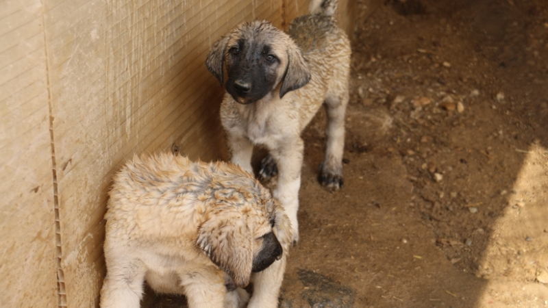 Kangal Yavrusu İçin Aynı Varile Girdi! Minik Ali'den Sıcakta Yürek Isıtan Hareket 12 - Marmara Bölge Gazetesi