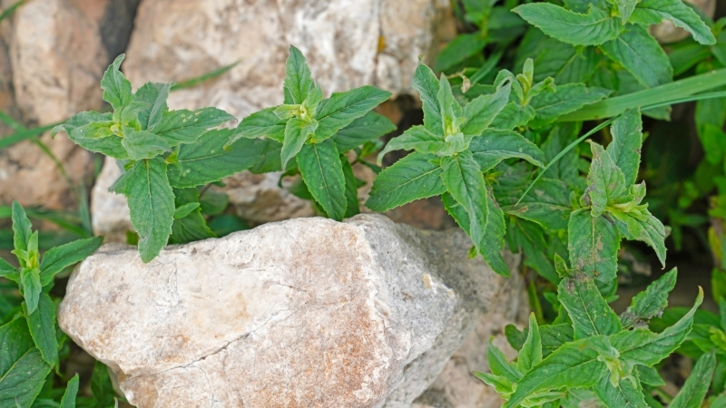 3 4 - Marmara Bölge Gazetesi