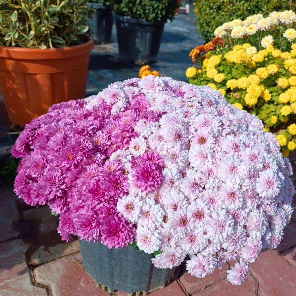 39 1 - Marmara Bölge Gazetesi