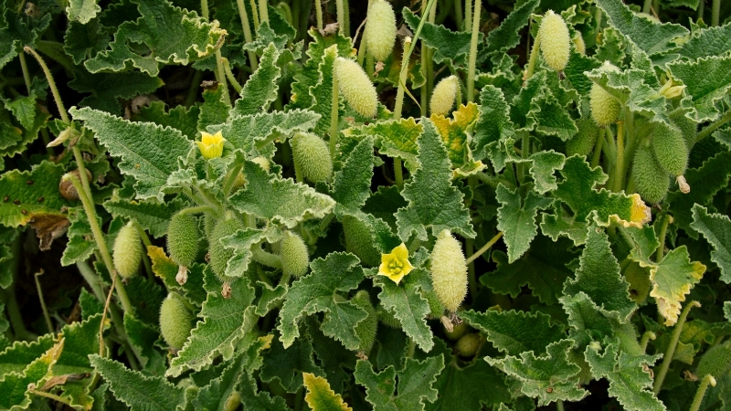 Masum bir salatalık gibi görünen bu bitki, yaklaşanı zehirli sıvısıyla
