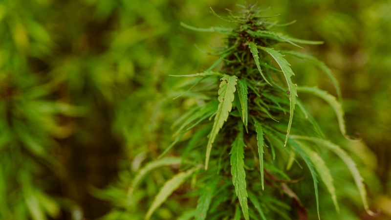 Kenevirle Doğduk, Kenevirle Yaşıyoruz! Şaşkına Çevirecek Bilimsel Gerçek 4 36 - Marmara Bölge Gazetesi