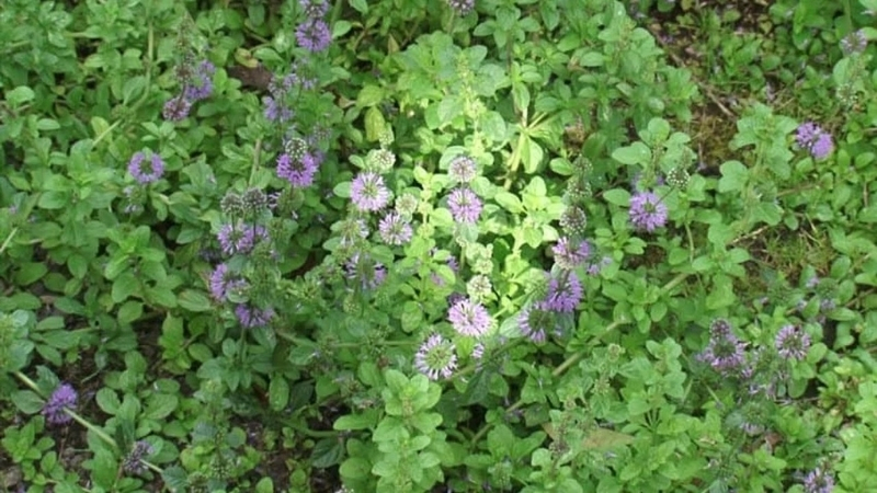 4 4 - Marmara Bölge Gazetesi