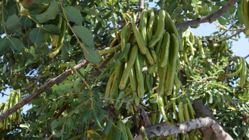 Orman Yangınlarından Sonra Hangi Ağaçlar Dikilmeli, Hangilerinden Kaçınılmalı? 4 41 - Marmara Bölge Gazetesi