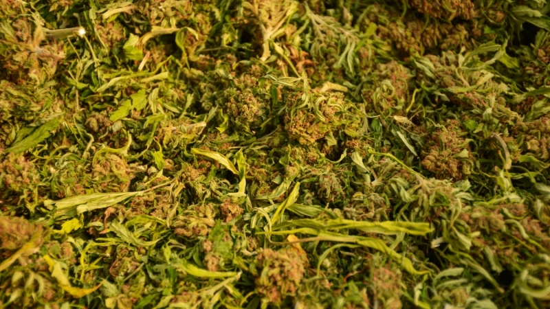 Kenevirle Doğduk, Kenevirle Yaşıyoruz! Şaşkına Çevirecek Bilimsel Gerçek 5 24 - Marmara Bölge Gazetesi