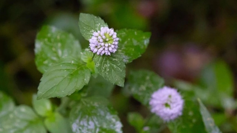 5 3 - Marmara Bölge Gazetesi