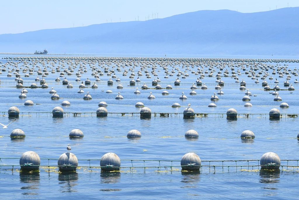 Balıkesir’de Denizden Altın Fışkırıyor! 514335912 1150460933783621 8404338563718537006 n - Marmara Bölge Gazetesi