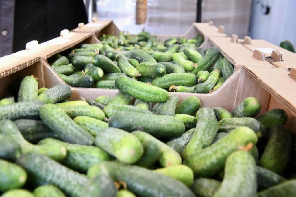 Sındırgı’nın Yeşil Altını Dünyaya İhraç Ediliyor 514406095 1151980303639497 6509270671891799456 n - Marmara Bölge Gazetesi