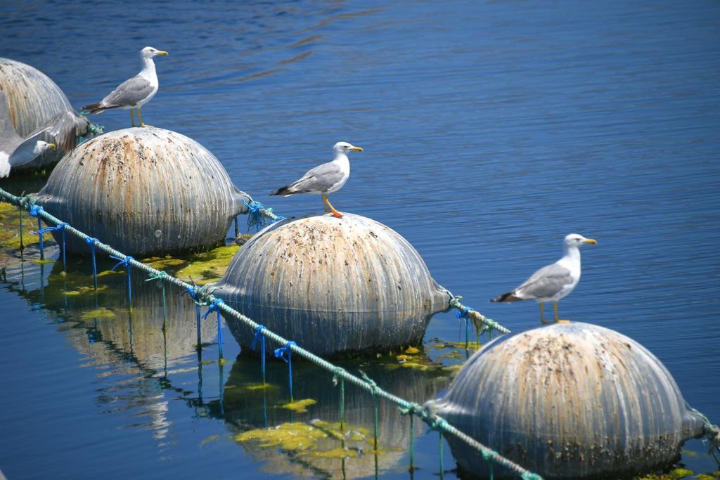 Balıkesir’de Denizden Altın Fışkırıyor! 521861646 1150460883783626 8848784941573090098 n - Marmara Bölge Gazetesi