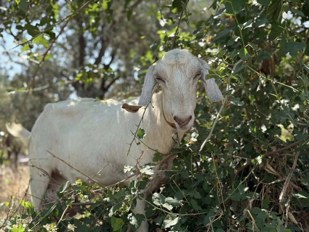 Erdek Belediye Başkanı Burhan Karışık, Hamamlı Mahallesi’nde yapılacak hizmet ve
