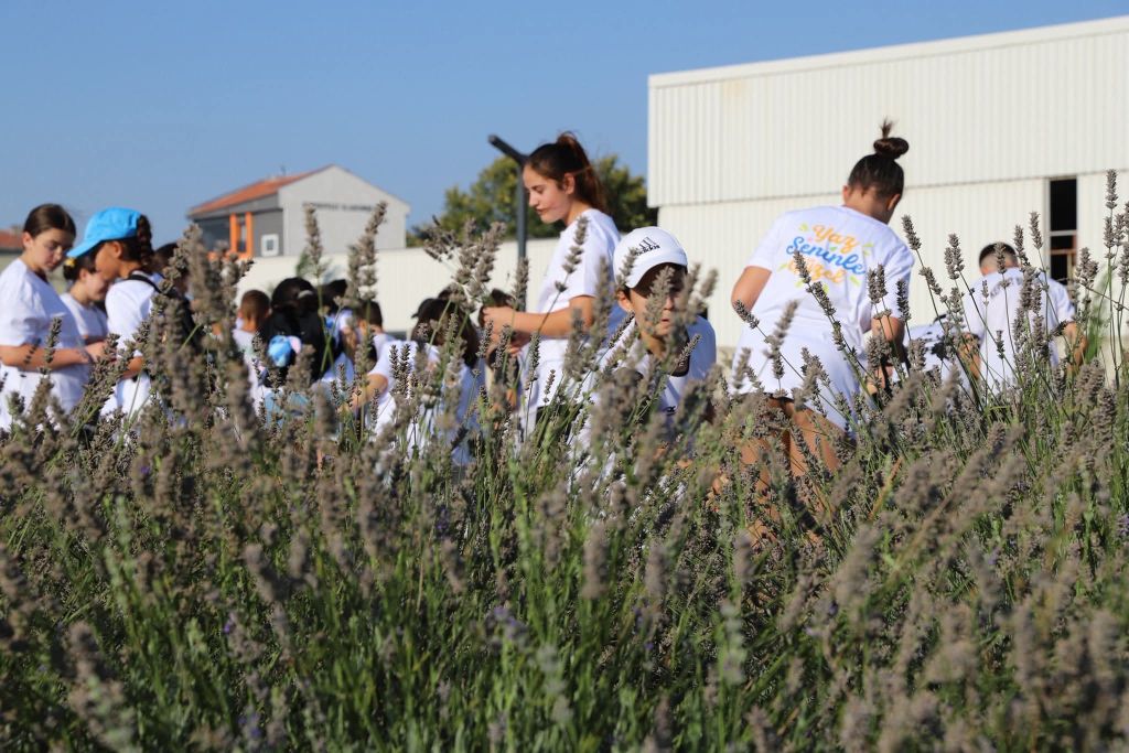 Kepsut Millet Bahçesi’nde lavanta hasadı yapıldı, yeni açılan KepCoffee kafesi