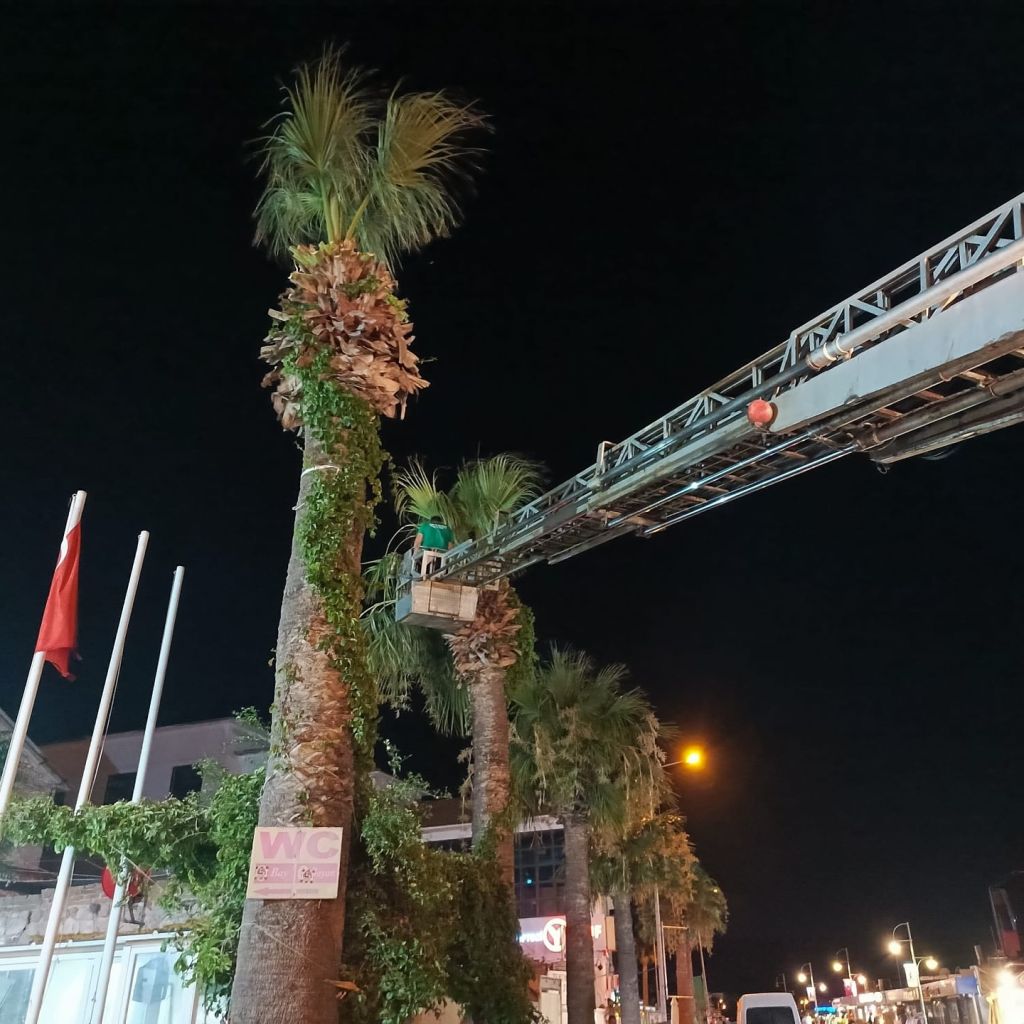 Ayvalık Belediyesi, kent merkezinde gece boyunca süren ağaç budama çalışmalarıyla