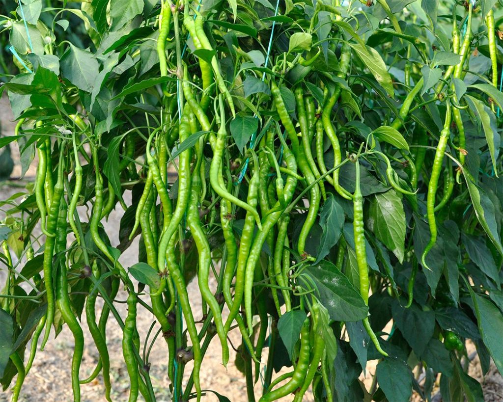 Evde patates haşlarken çıkan suyu sakın lavaboya dökmeyin!  Bu