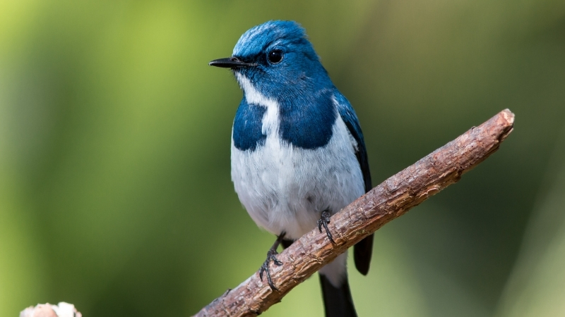 61 - Marmara Bölge Gazetesi