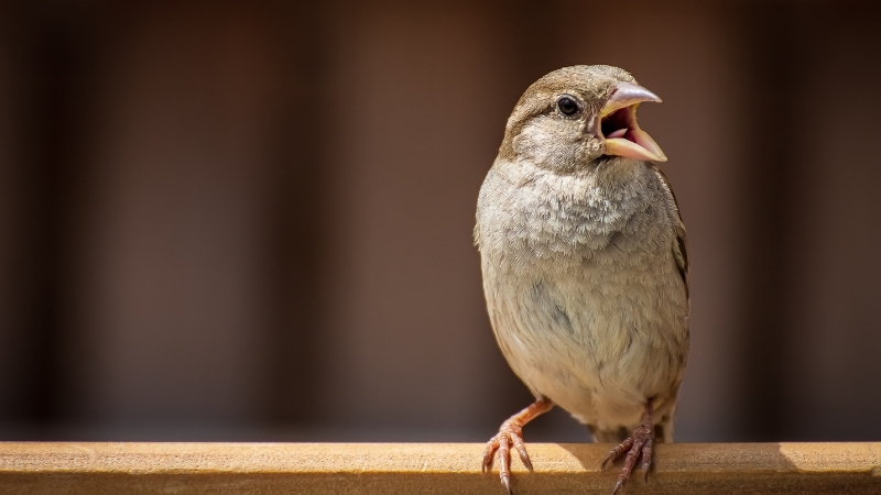 62 - Marmara Bölge Gazetesi