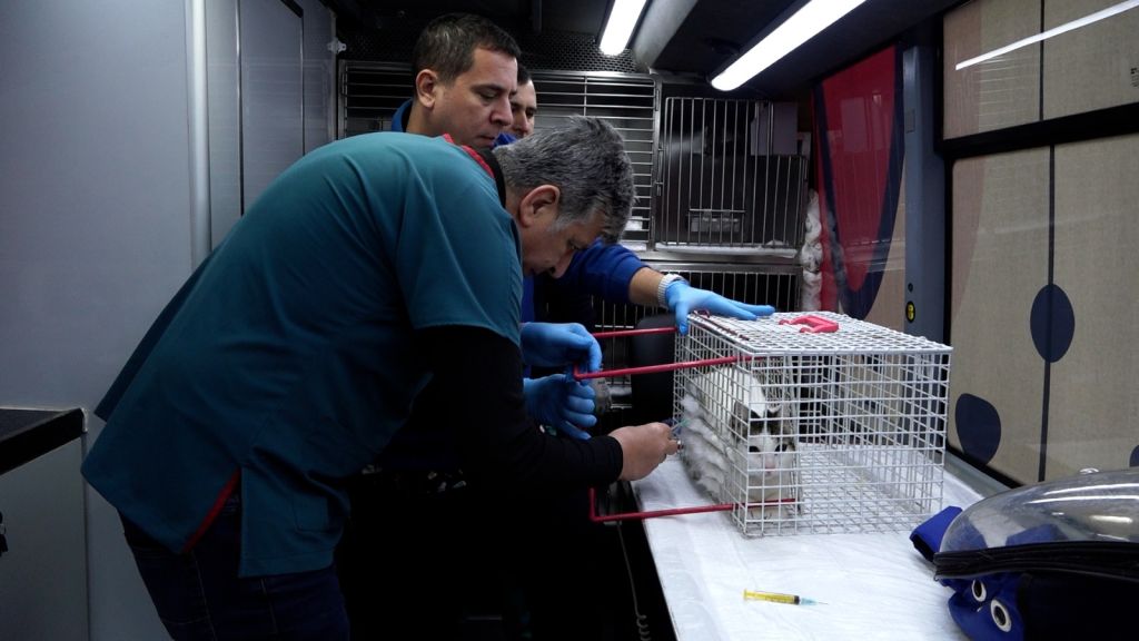 Balıkesir’de Sokak Hayvanları İçin Harekete Geçildi! 6eeeb46b 5a57 4f17 bb05 b05a182f8e30 - Marmara Bölge Gazetesi
