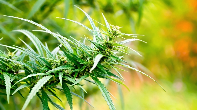 Kenevirle Doğduk, Kenevirle Yaşıyoruz! Şaşkına Çevirecek Bilimsel Gerçek 7 11 - Marmara Bölge Gazetesi