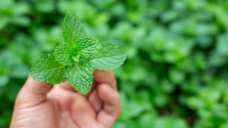 Yarpuz bitkisi, geleneksel olarak şifa kaynağı olarak bilinse de içeriğindeki