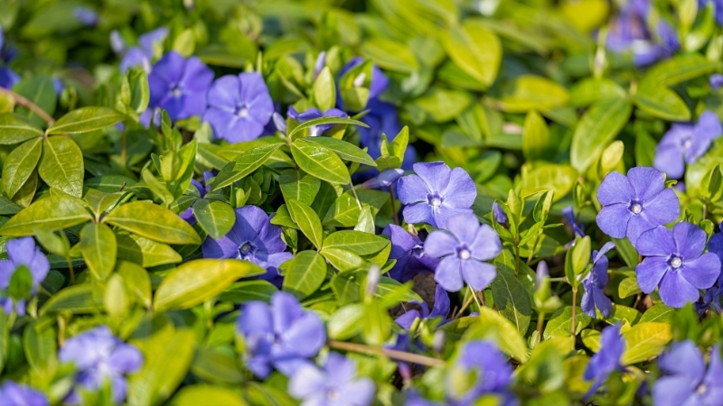 Görüntüsüyle cezbeden ancak içerdiği zehirli maddelerle dikkat çeken Vinca minor,