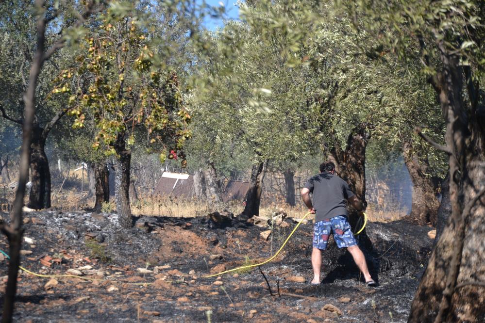 Ayvalık’ta Zeytinlik Alevlere Teslim Oldu AW493812 10 - Marmara Bölge Gazetesi