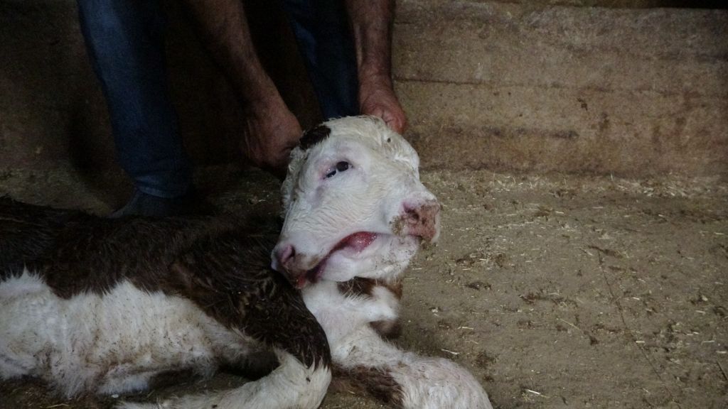 Kıyamet Yaklaşıyor! İki Başlı Buzağı Doğdu! AW497965 02 - Marmara Bölge Gazetesi