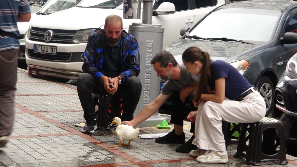 Fularlı Ördek Görenleri Gülümsetiyor! AW505249 06 - Marmara Bölge Gazetesi