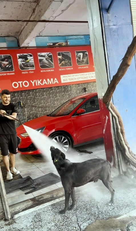 Sıcaktan Bunalan Köpeğin Rutini Olay Oldu! AW507343 01 - Marmara Bölge Gazetesi