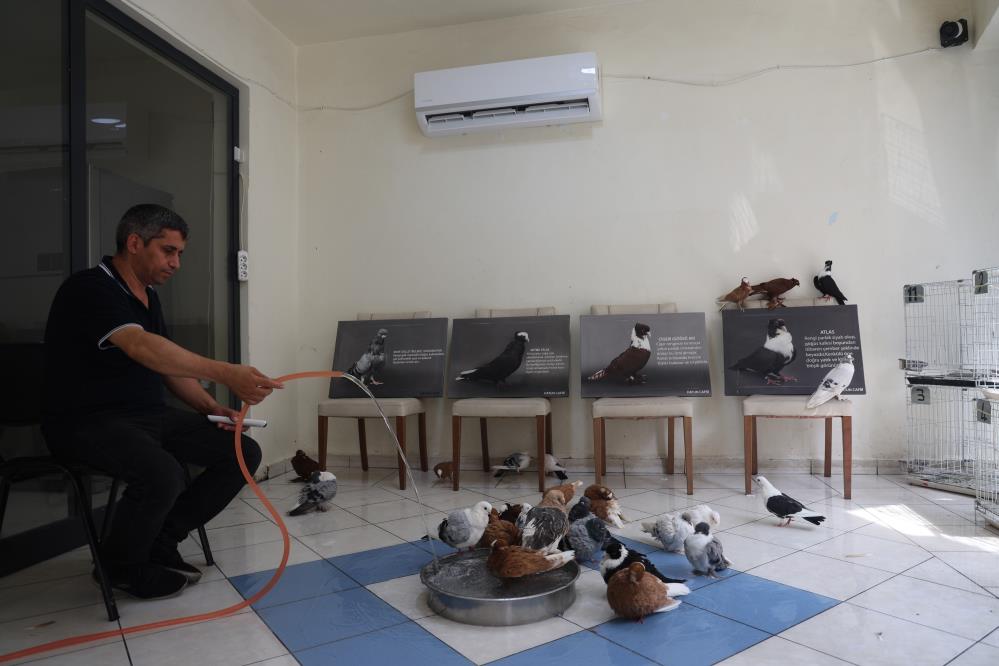 Milyonluk Kuşlara Özel Konaklama! AW507972 01 - Marmara Bölge Gazetesi