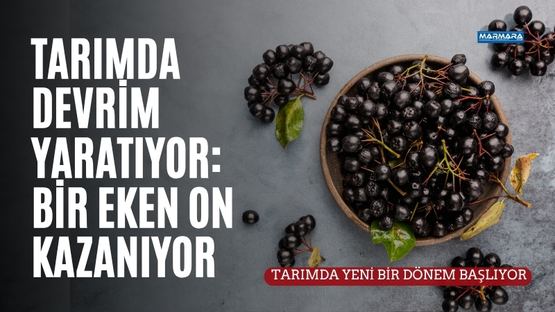 Balıkesir’de klasik tarımdan umduğunu bulamayan üreticiler, rotayı aronya meyvesine çevirdi.