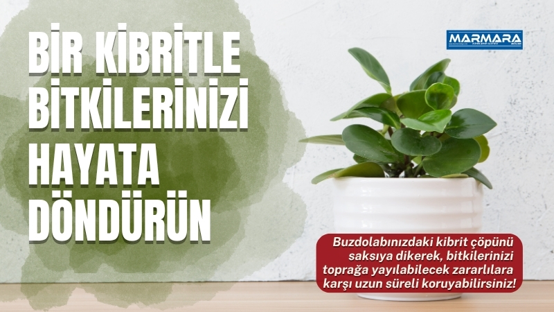 Saksı bitkileriniz Balıkesir'in nemli yaz rüzgârlarına karşı savunmasız mı kalıyor?