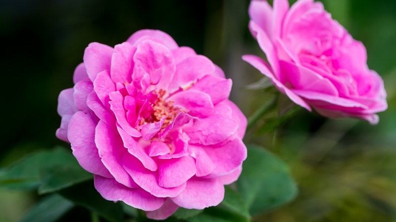 Solan güllerinizi Balıkesir’in nemli havasında bile yeniden canlandırmak sandığınız kadar