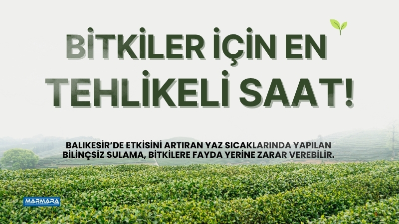 Balıkesir’de etkisini artıran yaz sıcaklarında yapılan bilinçsiz sulama, bitkilere fayda