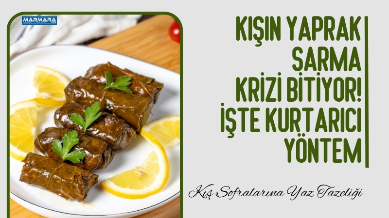 Balıkesir’de yaz aylarında toplanan taze asma yaprakları, doğru yöntemlerle saklandığında