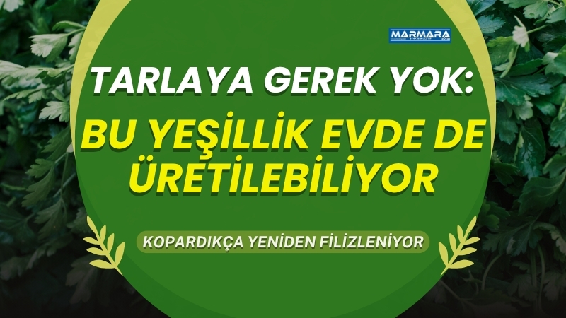Toprakla uğraşmadan üretim mümkün: Balıkesirli evlerde pencere kenarında bile yeşeriyor.