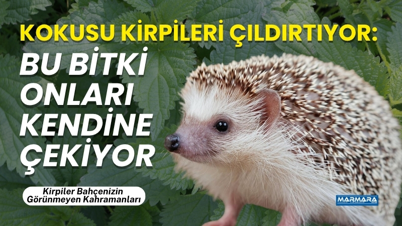 Balıkesir’de bahçelerde istenmeyen ot olarak görülen ısırgan otu, kirpiler için