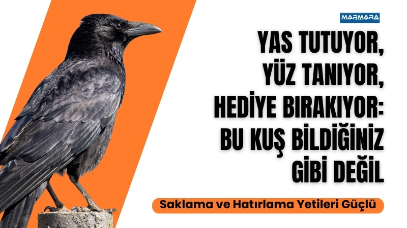 Balıkesir’in sokaklarında size dikkatle bakan bir karga görürseniz, bilin ki