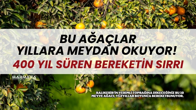 Balıkesir'in verimli toprağına dikeceğiniz bu 10 meyve ağacı, yüzyıllar boyunca