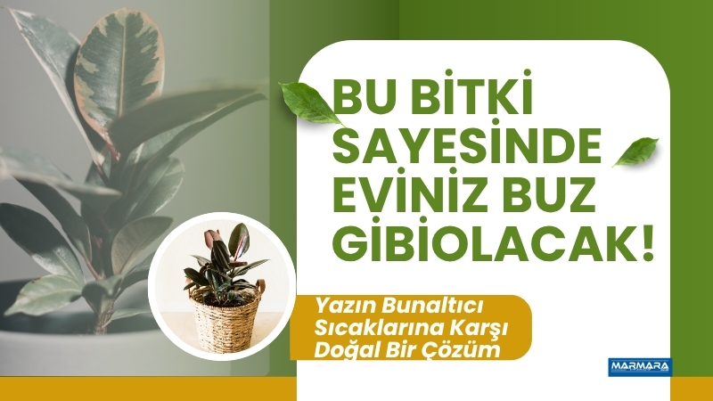 Balıkesir’de yaz sıcağından bunalanlar, doğal serinlik için kauçuk bitkisini tercih