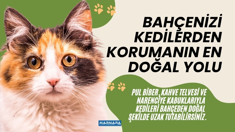 Balıkesir’de bahçenizi tuvalet alanına çeviren kedilerden şikayetçiyseniz, çözüm hiç de