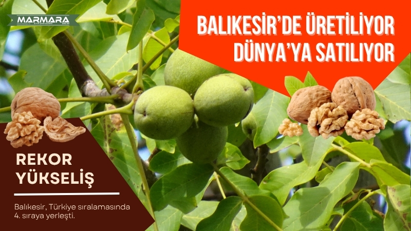 Balıkesir, tarımsal üretimdeki gücünü bir kez daha kanıtladı. Ceviz ekilişinde