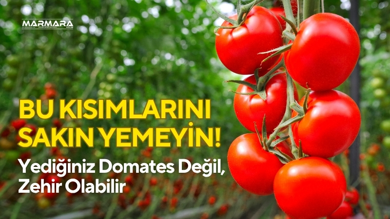 Domatesin yaprakları, sapları ve yeşil meyveleri sanıldığı kadar masum değil.