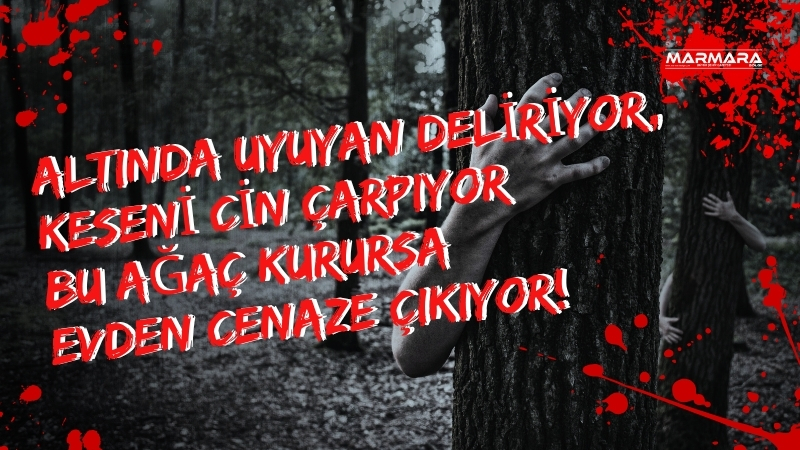 Anadolu’da cinlerin uğrak yeri olarak görülen karaağaç, halk arasında hâlâ