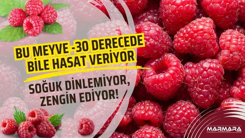 Türkiye’nin 81 ilinde yetişebilen ahududu, sadece lezzetiyle değil, -30 dereceye