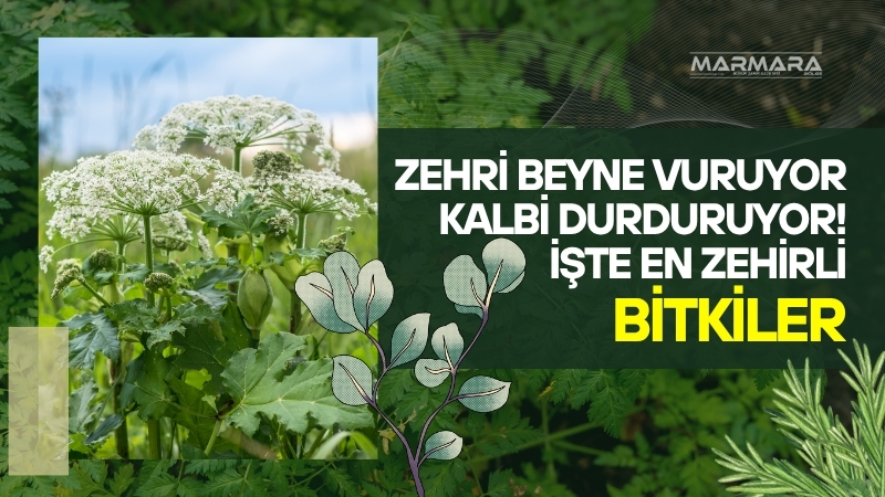 Türkiye’nin bitki zenginliği sağlıklı yaşam kadar tehlikeyi de beraberinde getiriyor.