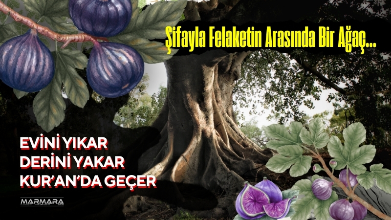 Kur’an-ı Kerim’de adı geçen nadir meyve ağaçlarından biri olan incir,