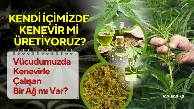 Hint keneviri sadece uyuşturucu değil, vücudumuzda doğal bir sistemin de