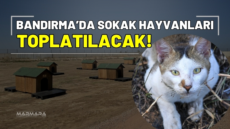 Bandırma Belediyesi, sokak hayvanlarının daha sağlıklı ortamlarda yaşayabilmesi için çalışmalarını